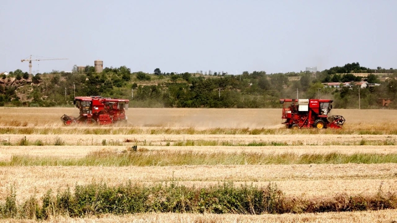 金色麥浪喜迎開(kāi)鐮